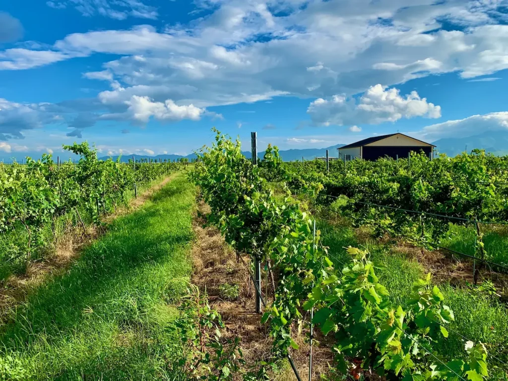 Soaring Wines Arizona high-altitude vineyard with Grape Vines, Blue Sky, Mountains And Hangar