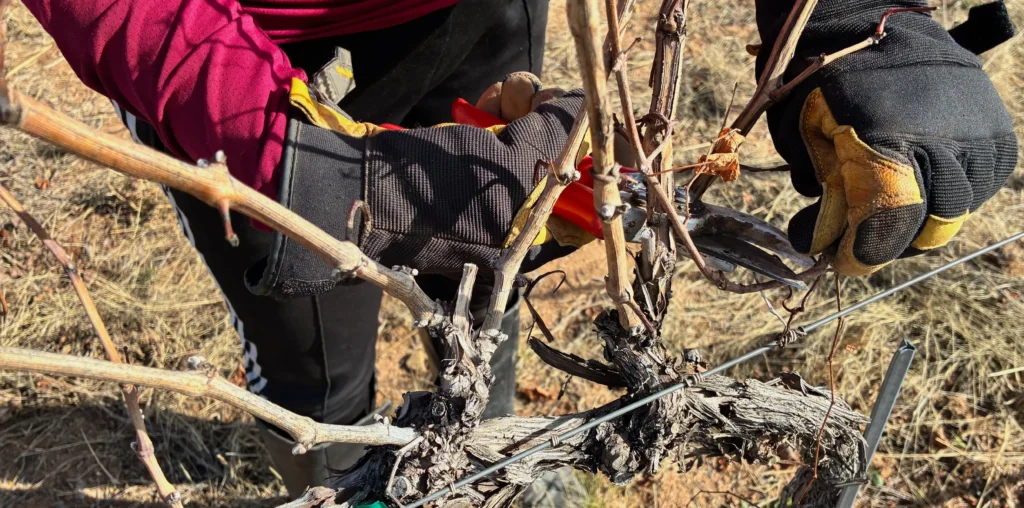 Winter pruning underway in the Soaring Wines vineyard on the Willcox Bench