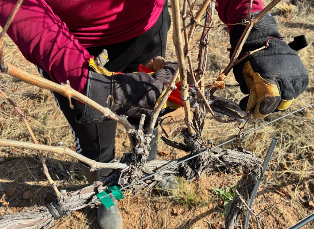 Grapevine canes cut back to a few selected shoots during winter pruning
