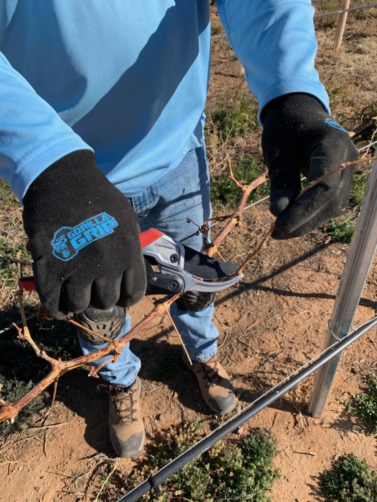 Pruning work in progress at the Soaring Wines estate vineyard above 4,000 feet