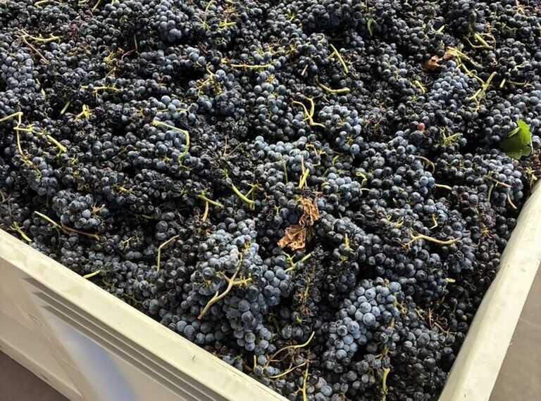 Wheels Up: The 2026 Harvest Begins at 4,200 Feet