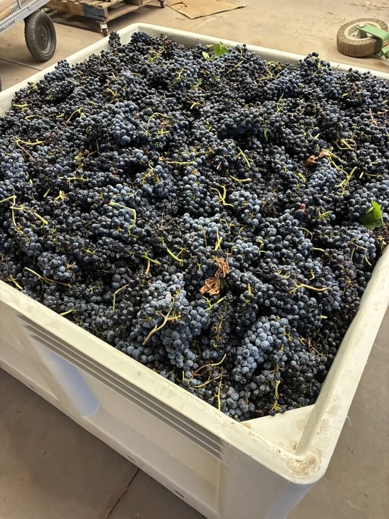 A full bin of freshly picked deep blue-black Syrah grapes at the Soaring Wines crush pad in Willcox, Arizona