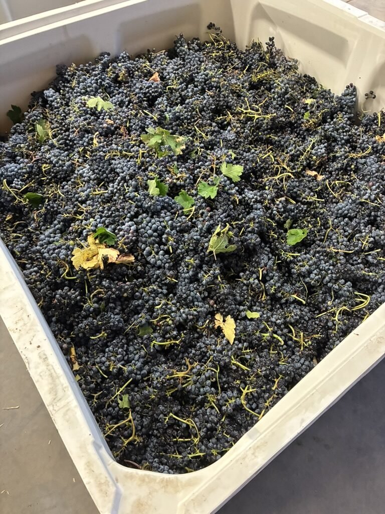 Harvest bin of dark Syrah clusters scattered with green vine leaves after the 3 AM pick