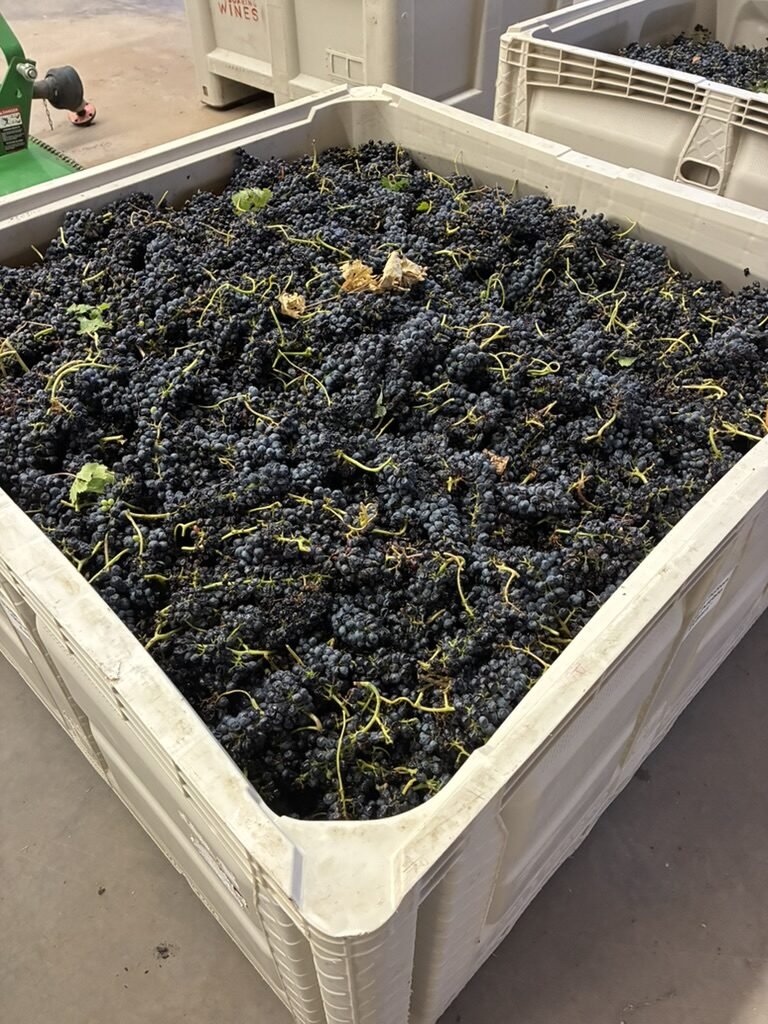 Two harvest bins of dark Syrah grapes waiting at the Soaring Wines crush pad