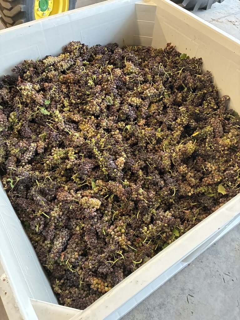A bin of Viognier grapes picked at extended hang time, showing the toasted gold and dusty rose color of the berries